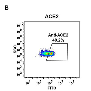 antibody-DME100047 ACE2 fig1B