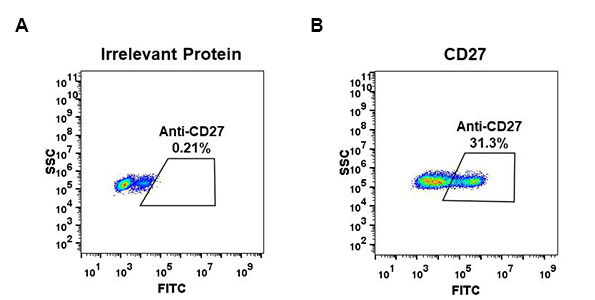 antibody-DME100058 CD27 Fig.1 FC 1