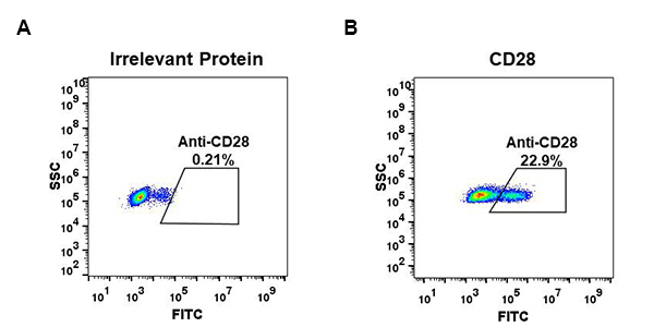 antibody-DME100063 CD28 Fig.2 FC 1