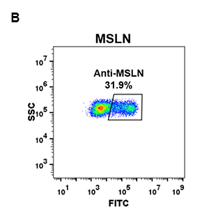 antibody-DME100072 MSLN FLOW 293 B Fig2