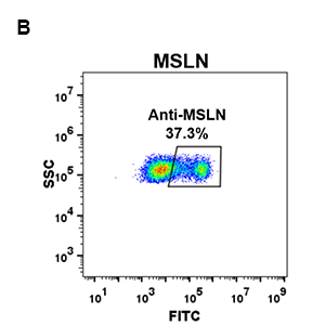 antibody-DME100073 MSLN FLOW 293 B Fig2