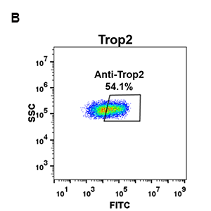 antibody-DME100076 Trop2 FLOW 293 B Fig2