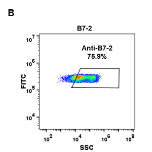 antibody-DME100085 B7 2 293 B Fig2