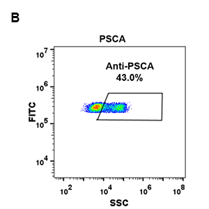 antibody-DME100087 PSCA FLOW 293 B FIG2