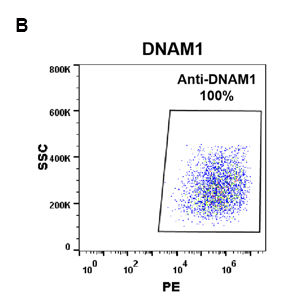 antibody-DME100096 DNAM 1 FLOW 293 B Fig2