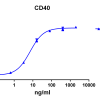 antibody-DME100101 CD40 ELISA Fig1