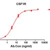 antibody-DME100108 CSF1R ELISA Figure 1