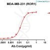 antibody-dmc100253 ror1 fc1