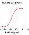 antibody-dmc100253 ror1 fc1