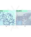 antibody-dmc100725 cd45 ihc1 1