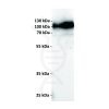 antibody-dmc100804 cd19 wb1