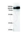 antibody-dmc100804 cd19 wb1