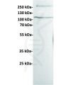 antibody-dme100433 her3 wb1