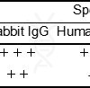antibody-dme101139 rabbit igg elisa1