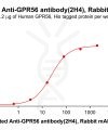 antibody-dme101183b gpr56 elisa1
