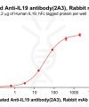 antibody-dme101184b il19 elisa1