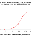 antibody-dme101185b lair1 elisa1