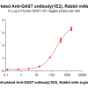 antibody-dme101186b gast elisa1