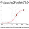 antibody-dme101187b a29l elisa1