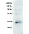 antibody-dme201009 cd7 wb1