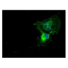antibody-dme900003 tyfp figure3
