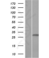 antibody-dme900005 tgfp figure2