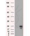 antibody-dme900006 egfp figure1