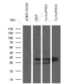 antibody-dme900007 trfp figure1