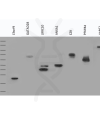 antibody-dme900009 v5 tag figure1