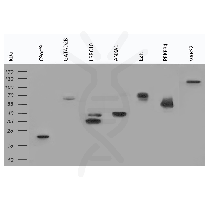 antibody-dme900009 v5 tag figure1