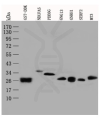 antibody-dme900010 gst tag figure1