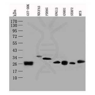 antibody-dme900010 gst tag figure1