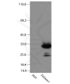 antibody-dme900012 zsgreen1 figure1