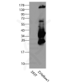 antibody-dme900013 zsyellow1 figure1