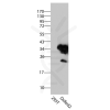 antibody-dme900014 dsred2 figure1