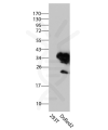 antibody-dme900014 dsred2 figure1