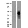 antibody-dme900016 tdtomato figure1