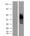 antibody-dme900016 tdtomato figure1