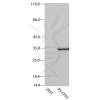antibody-dme900018 acgfp1 ps cfp2 figure2