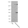 antibody-dme900019 dsred express2 figure1
