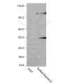 antibody-dme900019 dsred express2 figure1
