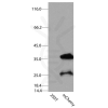 antibody-dme900021 mcherry figure1