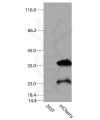 antibody-dme900021 mcherry figure1