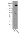 antibody-dme900022 mraspberry amcyan1 figure2