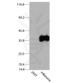 antibody-dme900023 mbanana figure1