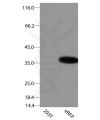 antibody-dme900025 erfp figure1