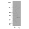 antibody-dme900028 ecfp figure1