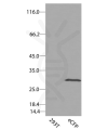 antibody-dme900028 ecfp figure1