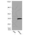 antibody-dme900029 mplum figure1