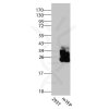 antibody-dme900030 mgfp mcfp myfp killerred figure3
